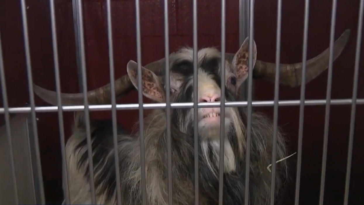 112 animals rescued from Milwaukee man's home, animal skeletons found