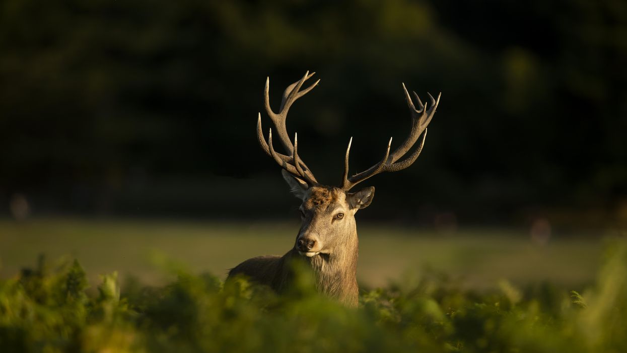 14-year-old girl shoots world record 42-point buck 1 day after hunting season kicks off: 'I'd like to encourage other kids to get in the outdoors'