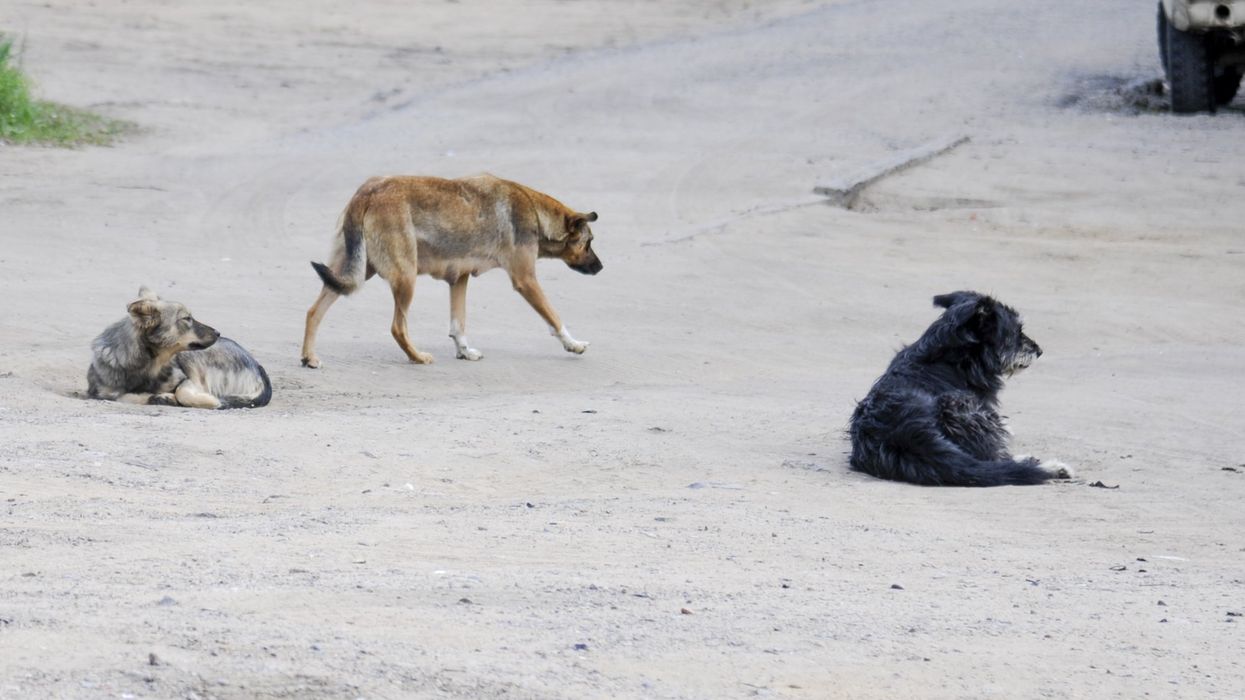 17-year-old girl brutally mauled by pack of dogs — her mom says she was unrecognizable