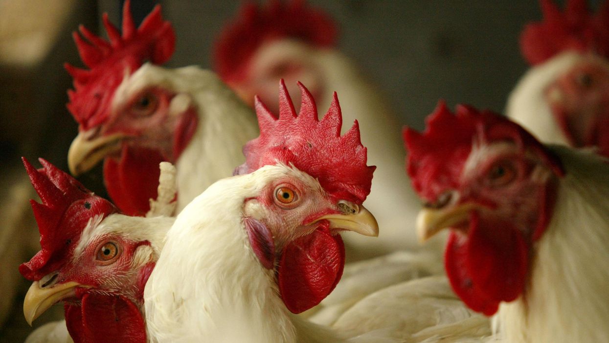 200,000 chickens burn to death in vast Minnesota farm fire: Report