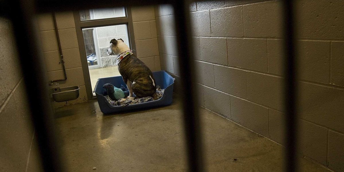 3 dogs escaped from home and mauled man to death before injuring a mother and daughter, police say