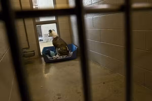 3 dogs escaped from home and mauled man to death before injuring a mother and daughter, police say