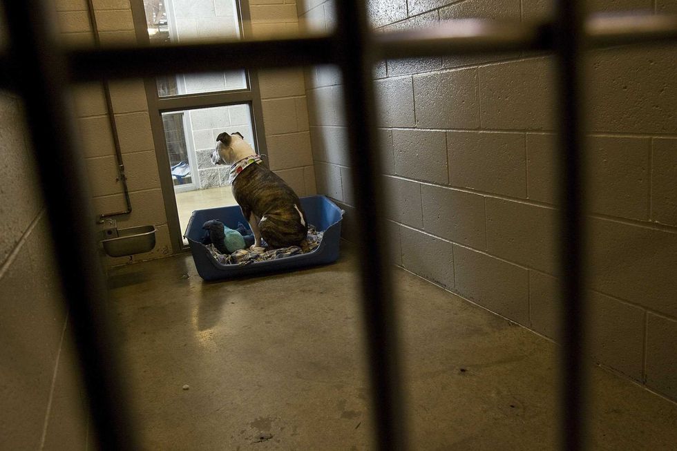 3 dogs escaped from home and mauled man to death before injuring a mother a