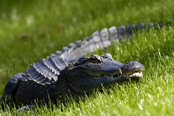 5 craziest 'Florida man' crime stories of 2025 that sound fake — but aren't