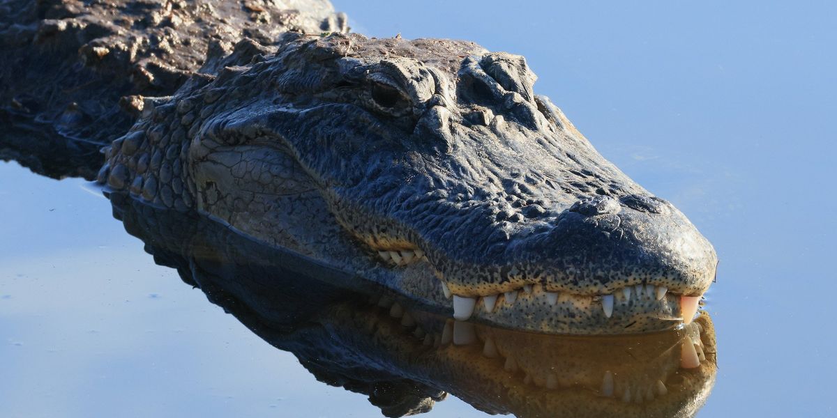 62-year-old woman injured after being dragged into the woods by 7-foot alligator 62-year-old woman injured after being dragged into the woods by 7-foot alligator