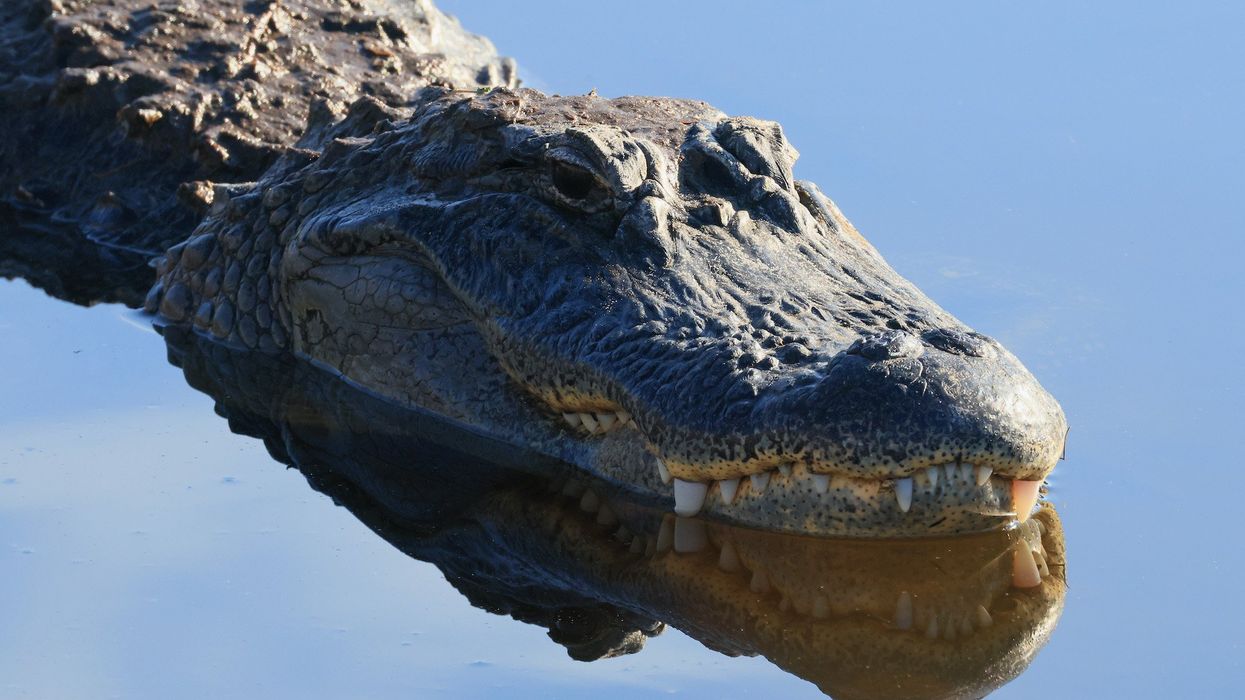 62-year-old woman injured after being dragged into the woods by 7-foot alligator