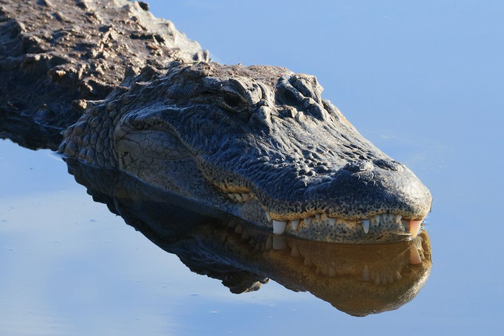 62-year-old woman injured after being dragged into the woods by 7-foot alligator