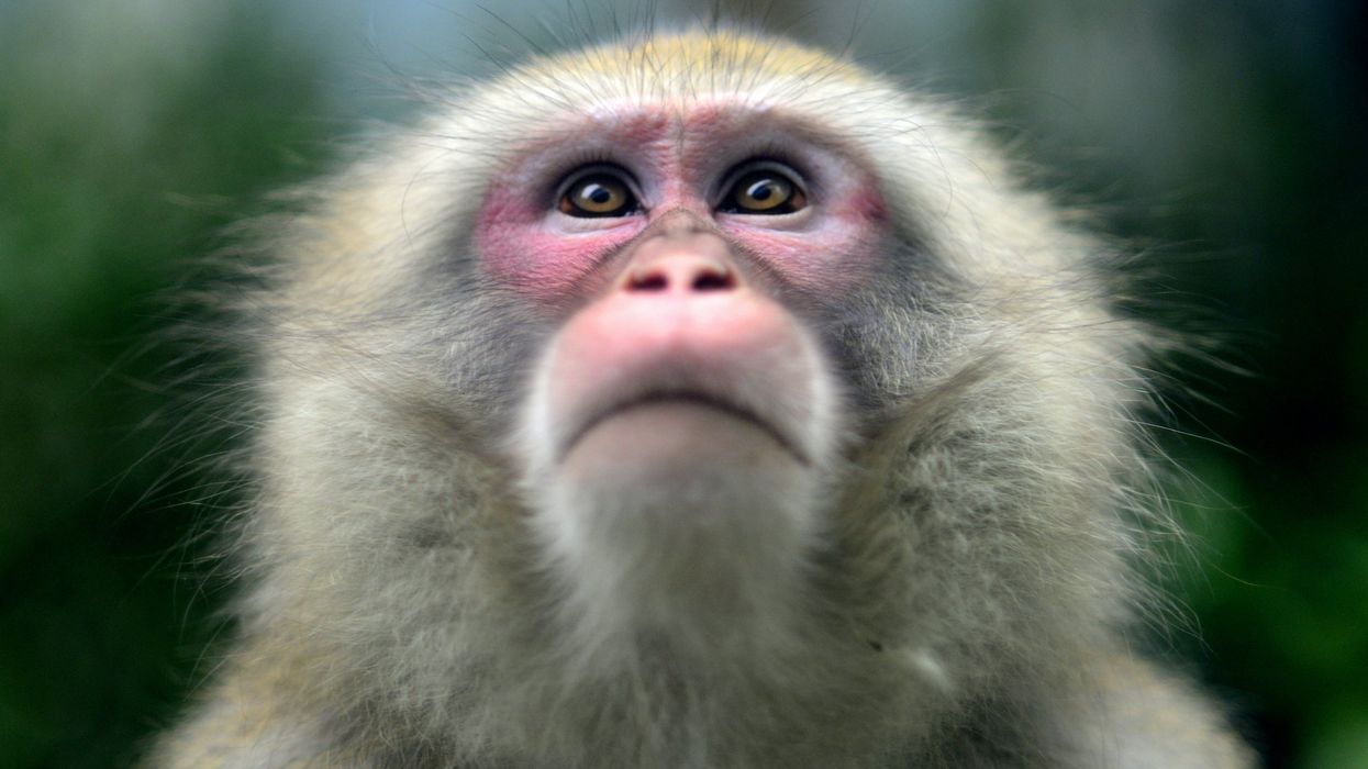 70-year-old woman accused of trading foster child for a monkey, police say