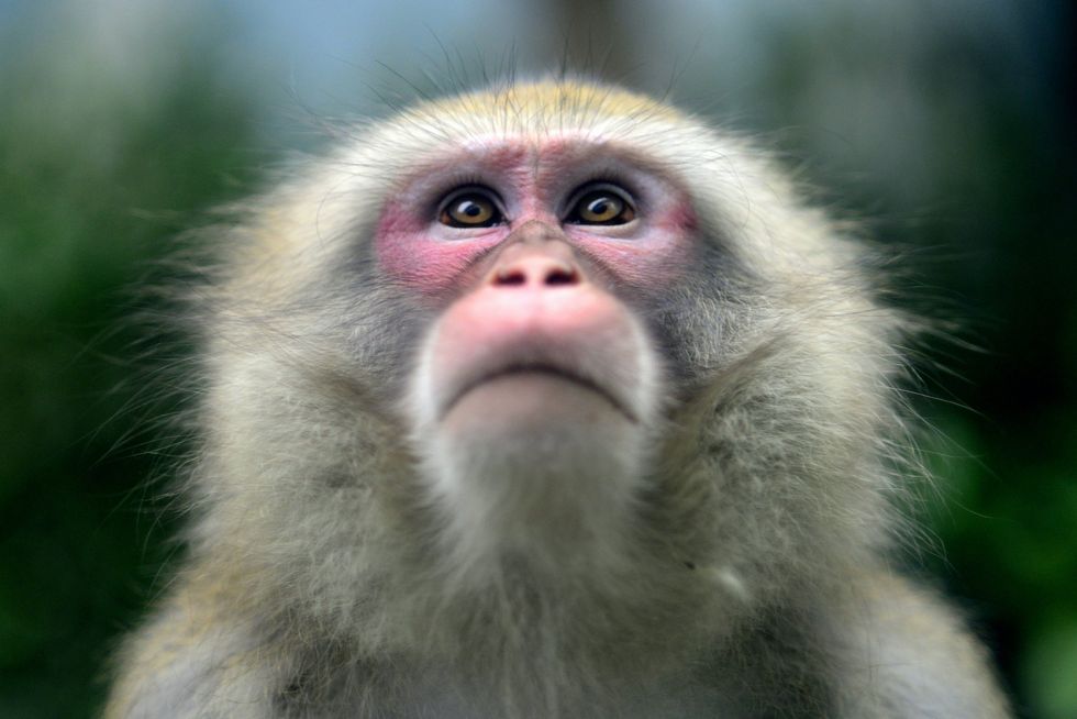 70-year-old woman accused of trading foster child for a monkey, police say