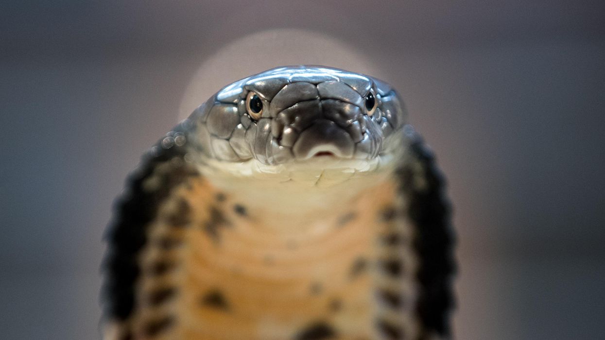 A 65-year-old man gets a nasty surprise when he sits down on his toilet — and finds out the hard way that there's a 5-foot snake inside the bowl