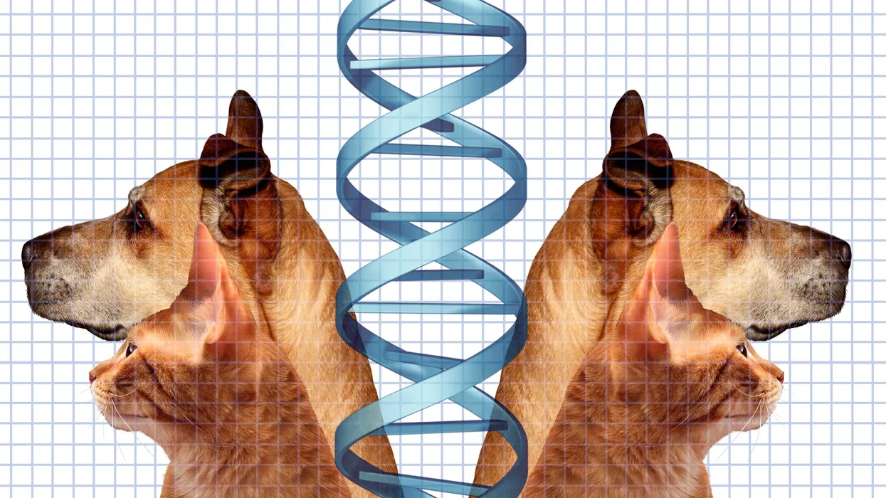 A man used Grok to save his dog. Is intellectual property about to die?