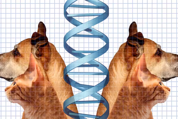 A man used Grok to save his dog. Is intellectual property about to die?