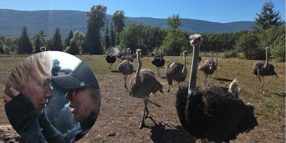 Aftermath of a slaughter: Universal Ostrich Farms vows to hold Canada accountable