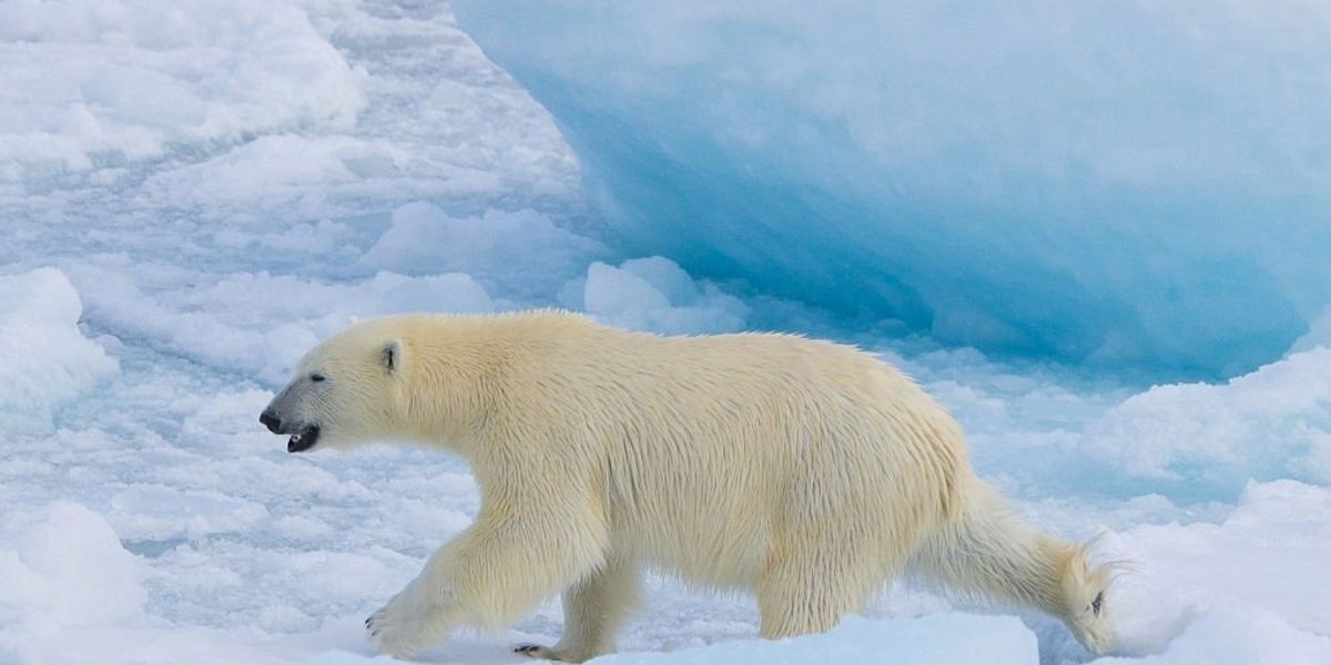 Al Gore wrong again: Study delivers good news for Arctic ice trends, bad news for climate hucksters