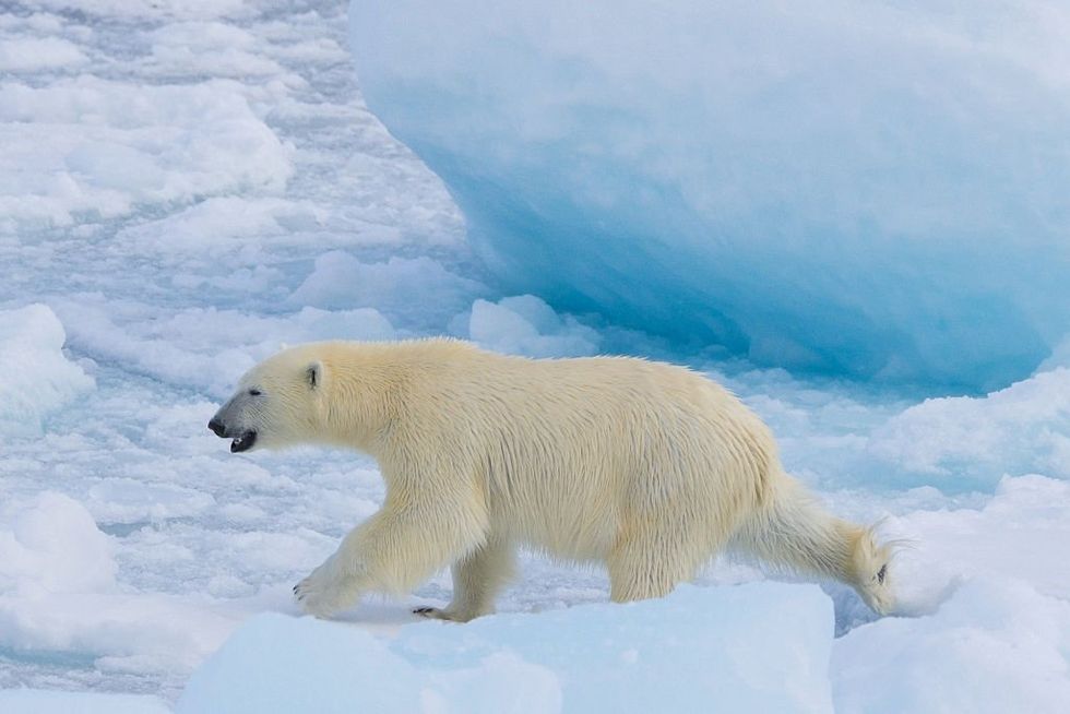 Al Gore wrong again: Study delivers good news for Arctic ice trends, bad news for climate hucksters