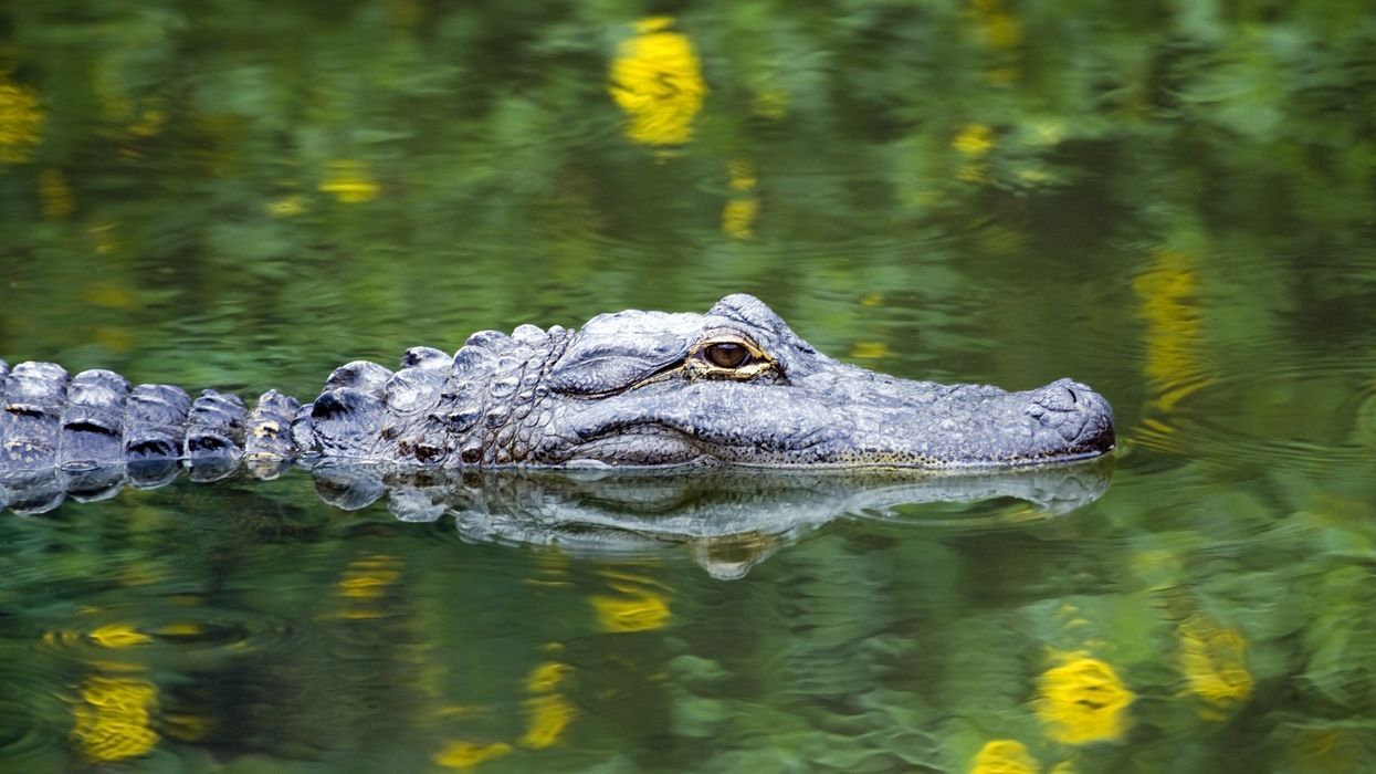 Alligator kills woman walking her dogs — and recovery effort is interrupted by gator 'guarding' the body