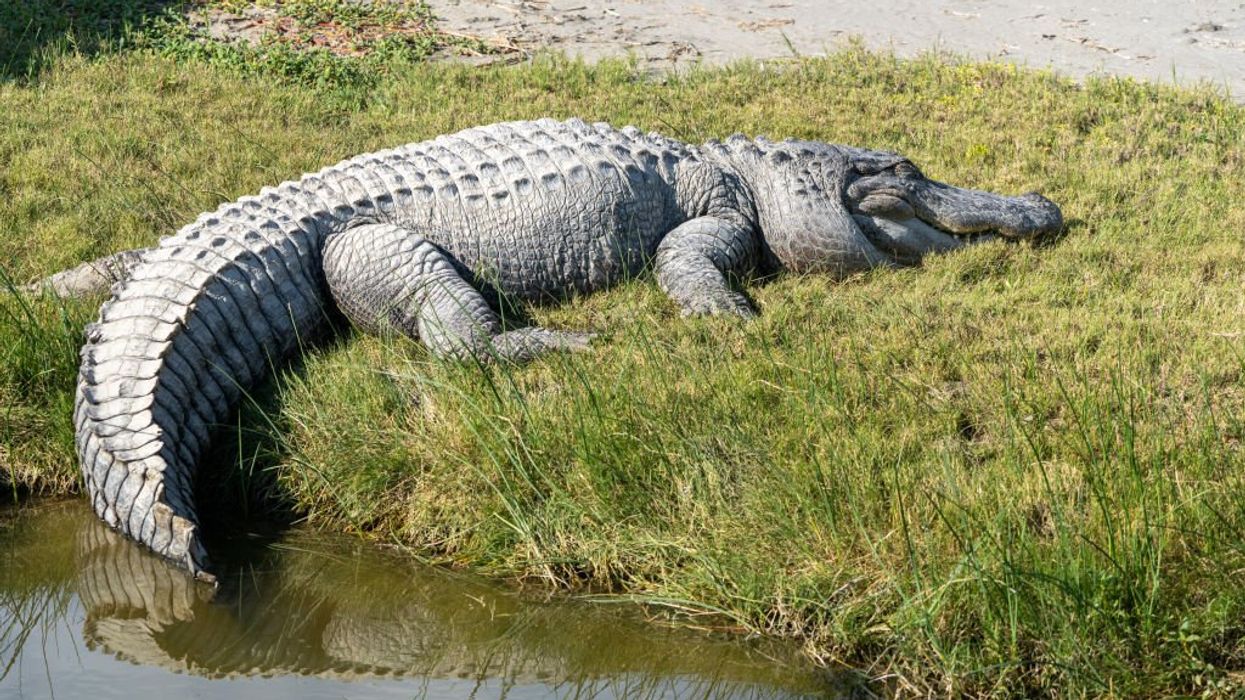 ‘Alligators are in the Rio Grande’: Texas Gov. Abbott warns would-be illegal aliens about risks of crossing border river