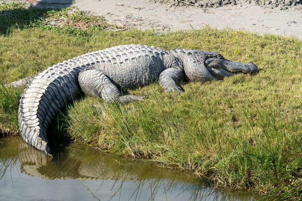 ‘Alligators are in the Rio Grande’: Texas Gov. Abbott warns would-be illegal aliens about risks of crossing border river