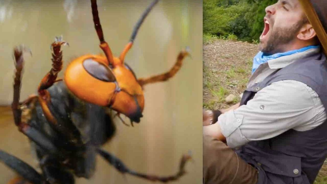 Animal expert lets giant hornet — similar to 'murder hornet' — sting him on video