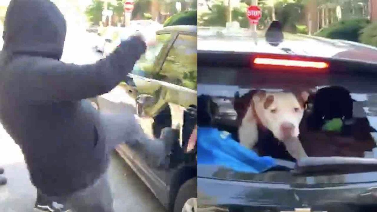 Antifa militants smash up SUV with terrified dog inside — and believe it or not, driver reportedly is anti-Trump