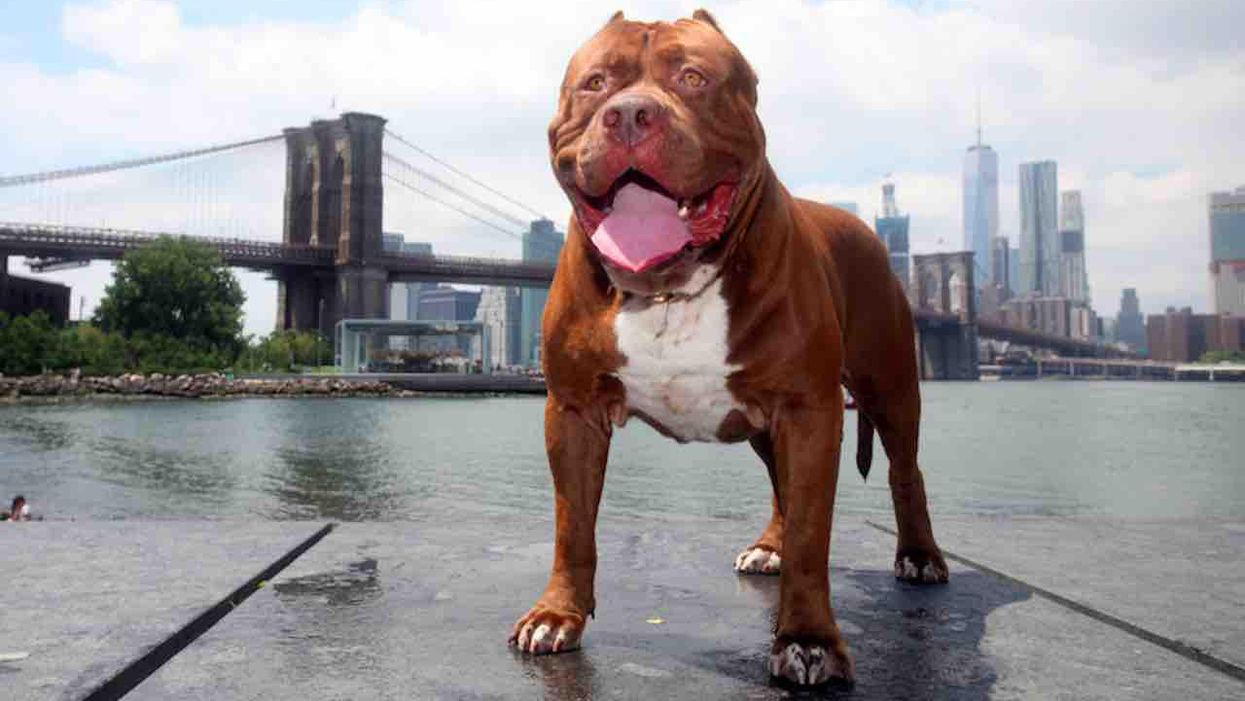Are you particularly afraid of pit bulls? Well, academics say you just might be racist.