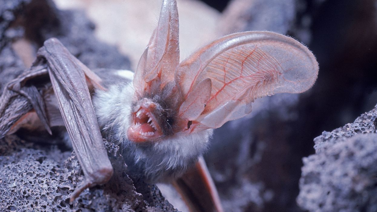 At least 15 kindergarteners come into contact with rabid bat