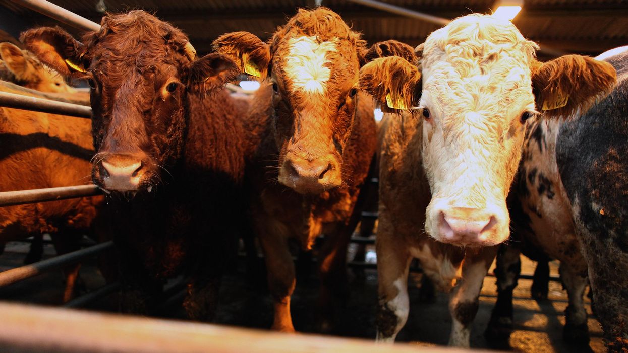 At least 2,000 cattle die amid dangerous heat wave