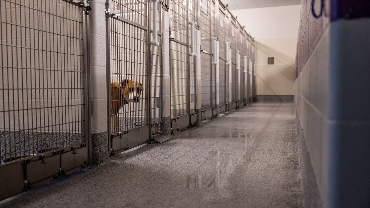 Baby mauled to death by 130-pound dog on mother's birthday, police say