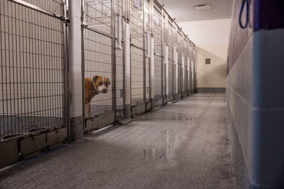 Baby mauled to death by 130-pound dog on mother's birthday, police say