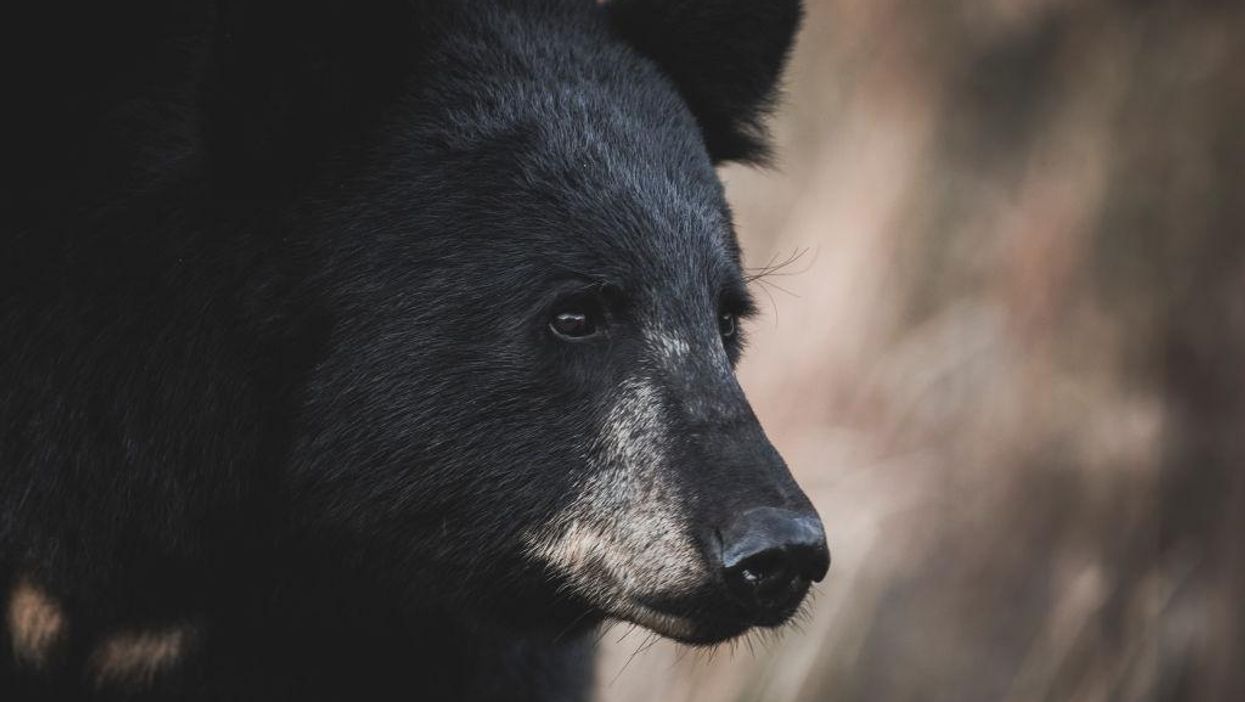 Bear mauls New Jersey woman while she checks her mail