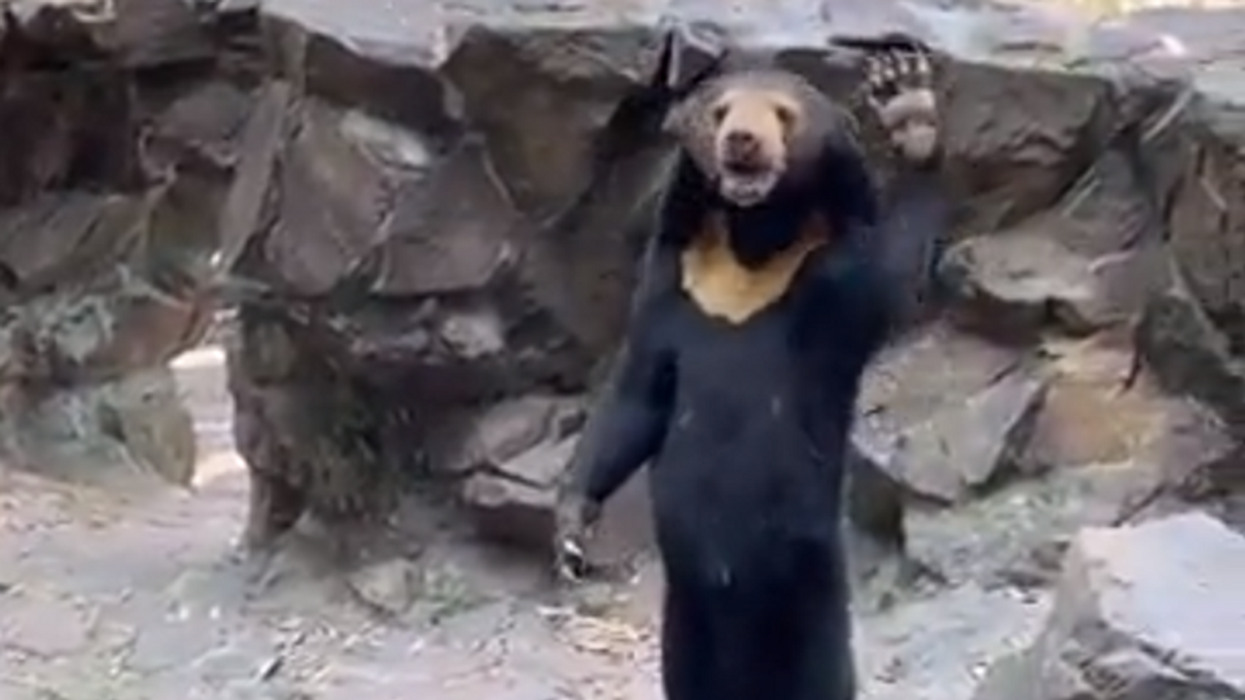 Bear suspected of being human in a costume spotted waving to tourists at Chinese zoo