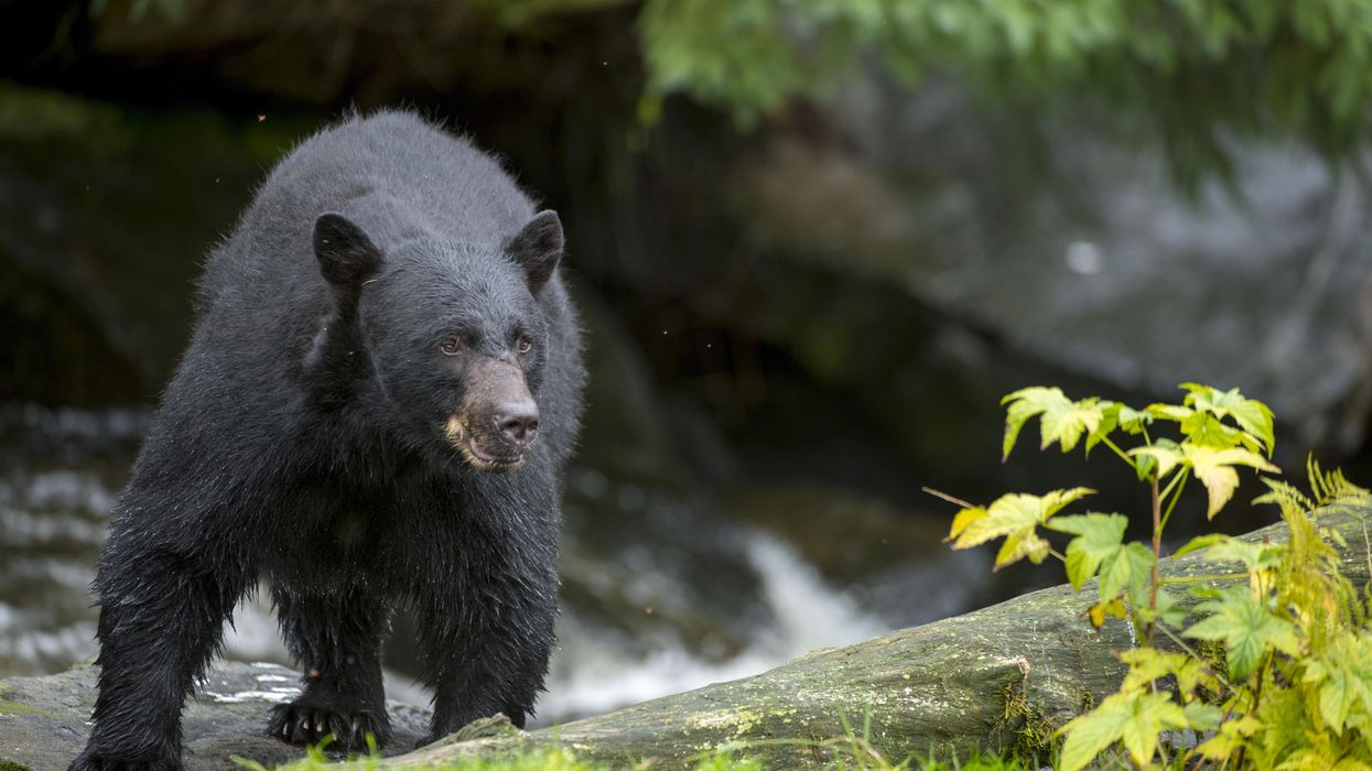Bear tears through campers' tent, terrorizes mother and daughter