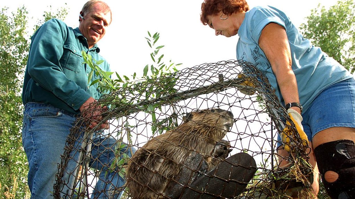 Beaver: America's other red meat?