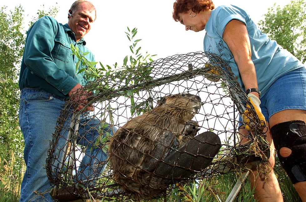 Beaver: America's other red meat?