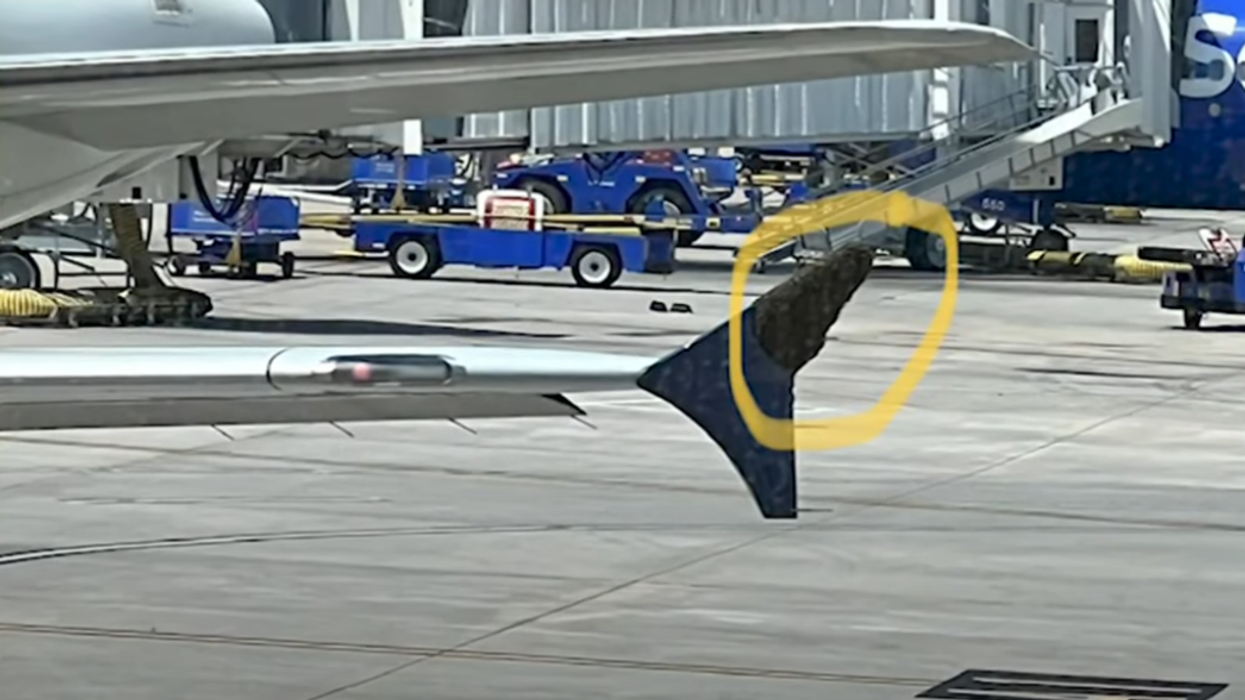 Bee swarm delays flight for hours after insects resist airport employee dispersion techniques