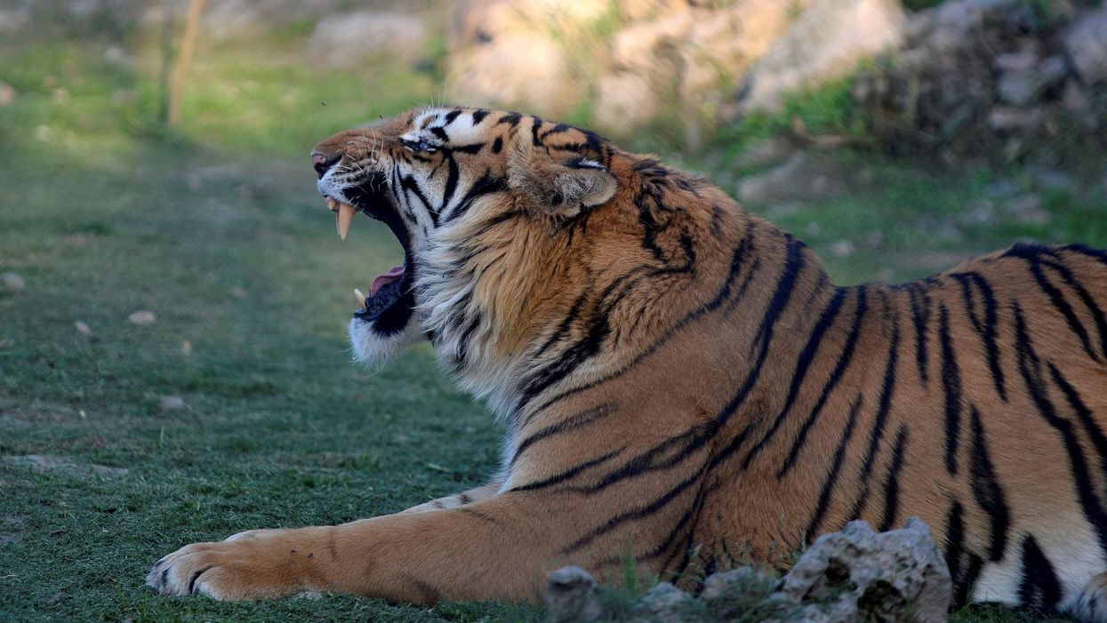 Bengal tiger missing,  murder suspect owner caught after big cat got loose in Houston neighborhood
