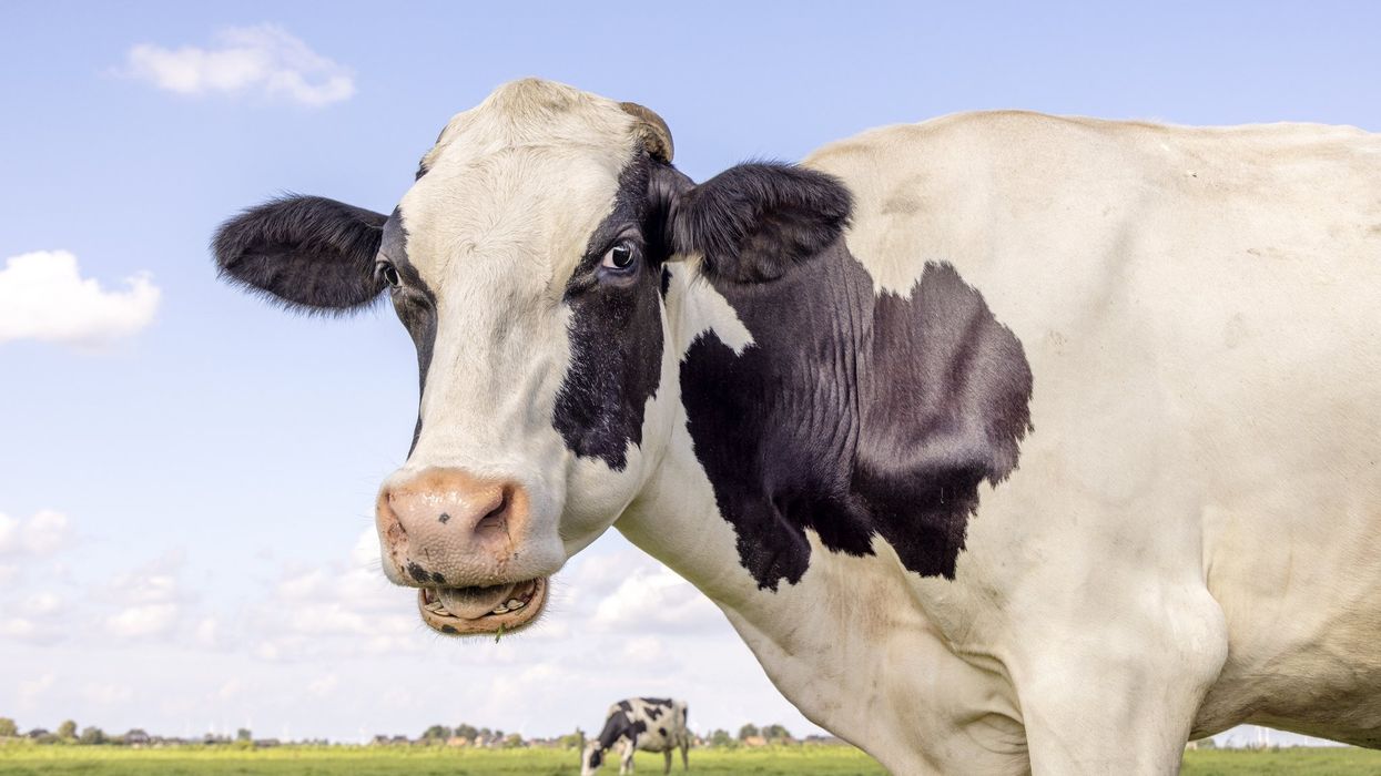 Beware deadly cows — the steaks are high!