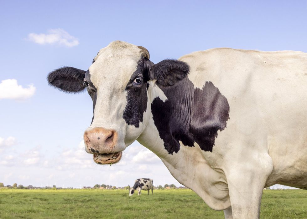Beware deadly cows — the steaks are high!