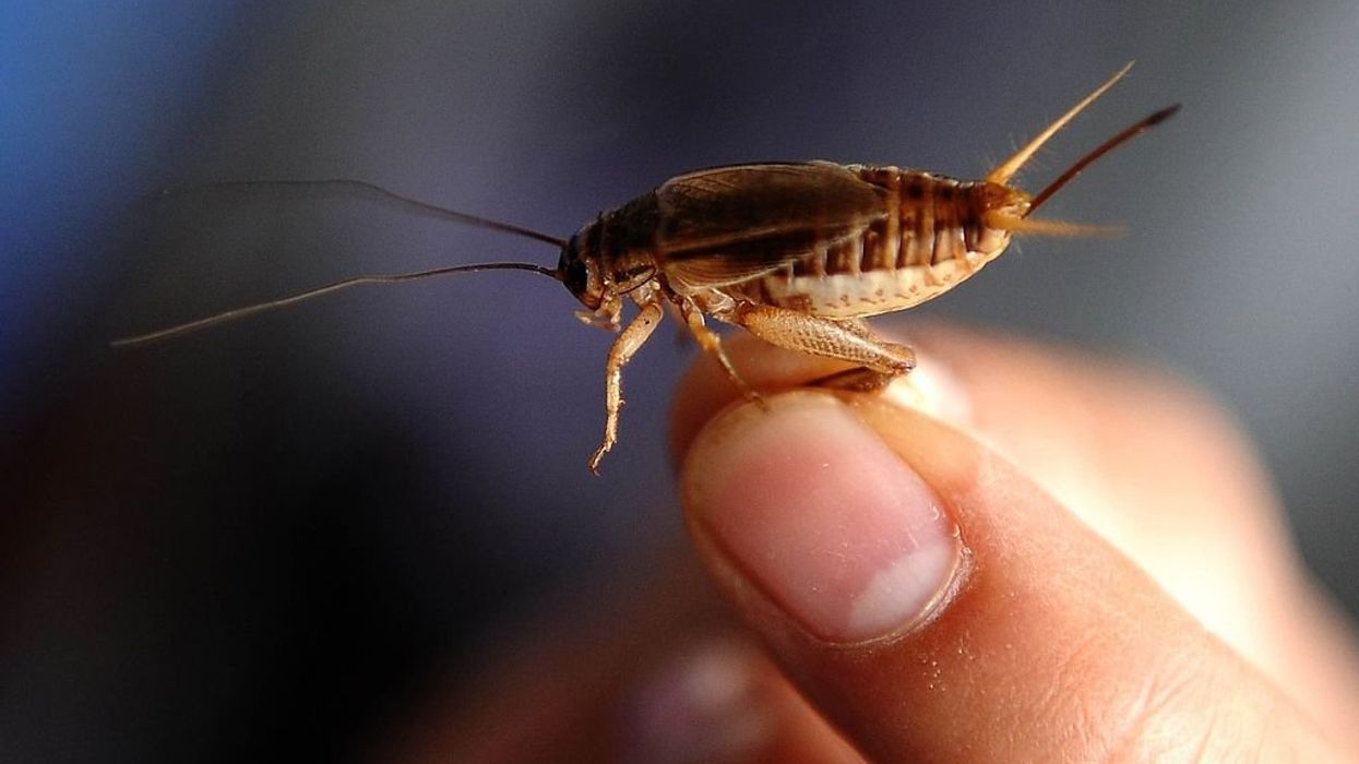 Biden’s USDA uses taxpayer funds to research garbage-fed crickets as ‘sustainable protein source’