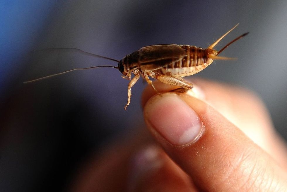 Biden’s USDA uses taxpayer funds to research garbage-fed crickets as ‘sustainable protein source’