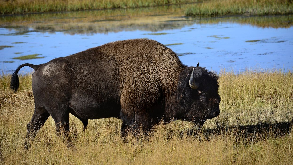 Bison kills woman at Yellowstone National Park