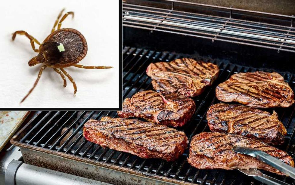 Bizarre academic paper about releasing ticks resurfaces amid surging bites