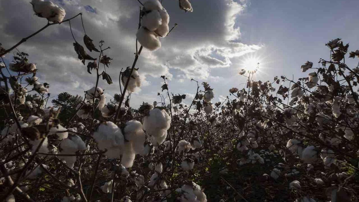 Black mom sues Los Angeles schools over cotton field project at elementary school; social justice teacher allegedly said it would demonstrate what 'slaves had endured'