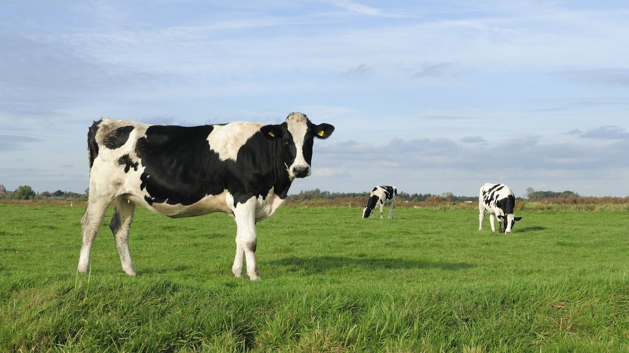 Blaze News investigates: Is raw milk illegal? The fight to liberate raw milk from government intolerance: 'Food is medicine'