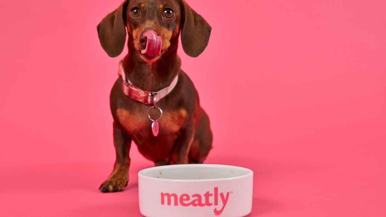 Blaze News original: One company's pet project: Build a future for lab-grown meat