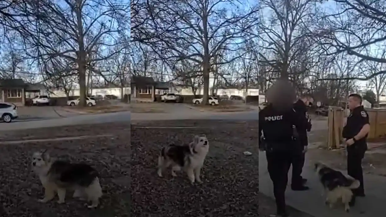 'Blessing from God': Furry, four-legged sleuth helps officers find missing toddler