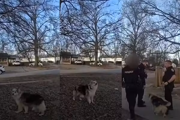 'Blessing from God': Furry, four-legged sleuth helps officers find missing toddler