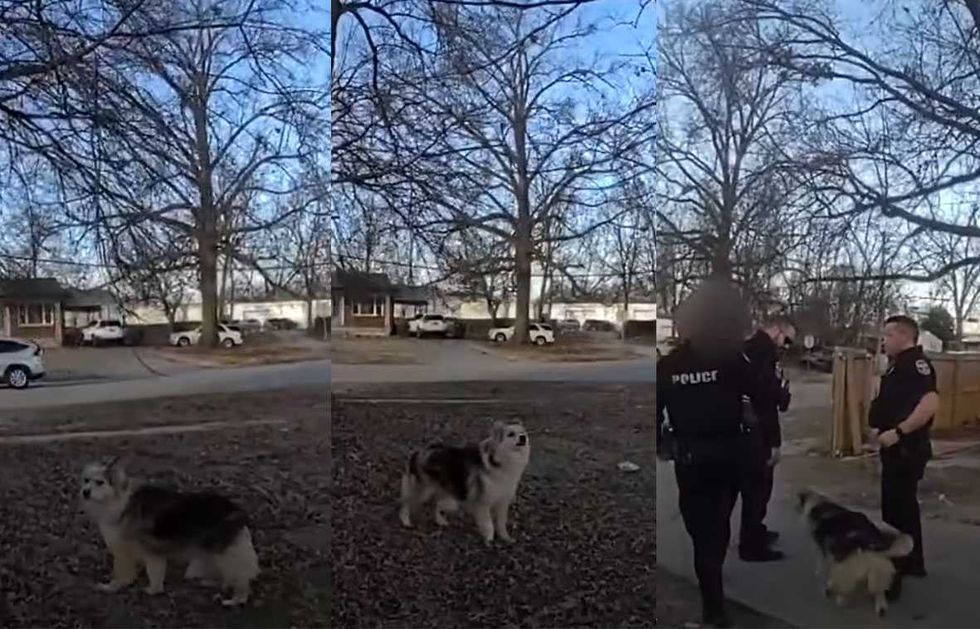 'Blessing from God': Furry, four-legged sleuth helps officers find missing toddler