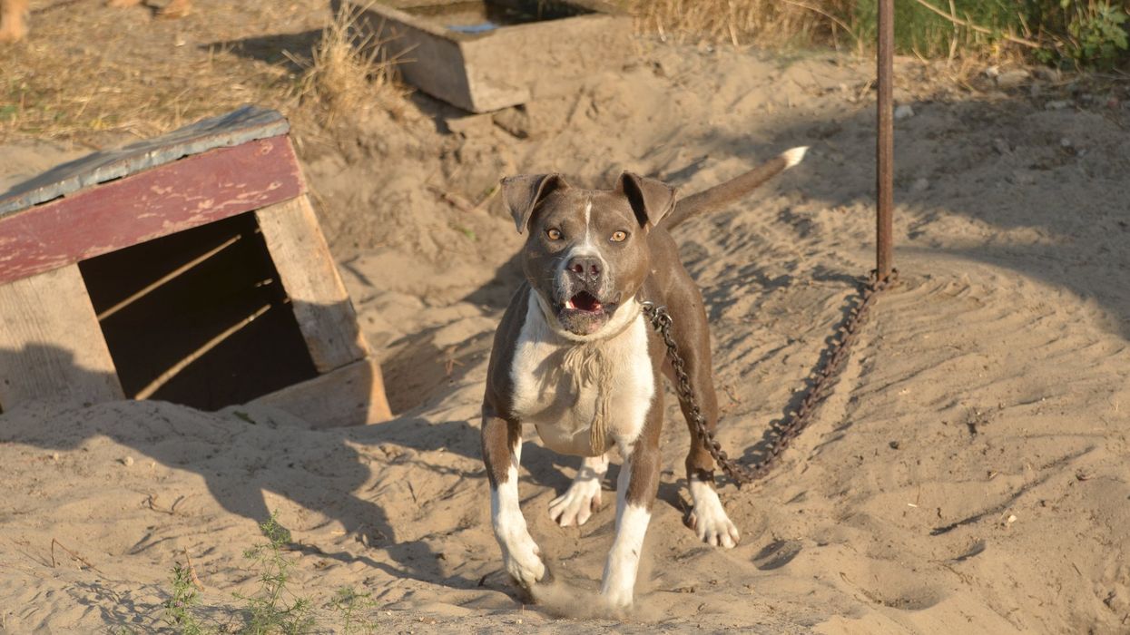 'Blood was everywhere': Video shows pit bull mauling man; arrested dog owner argues against judge's euthanization order