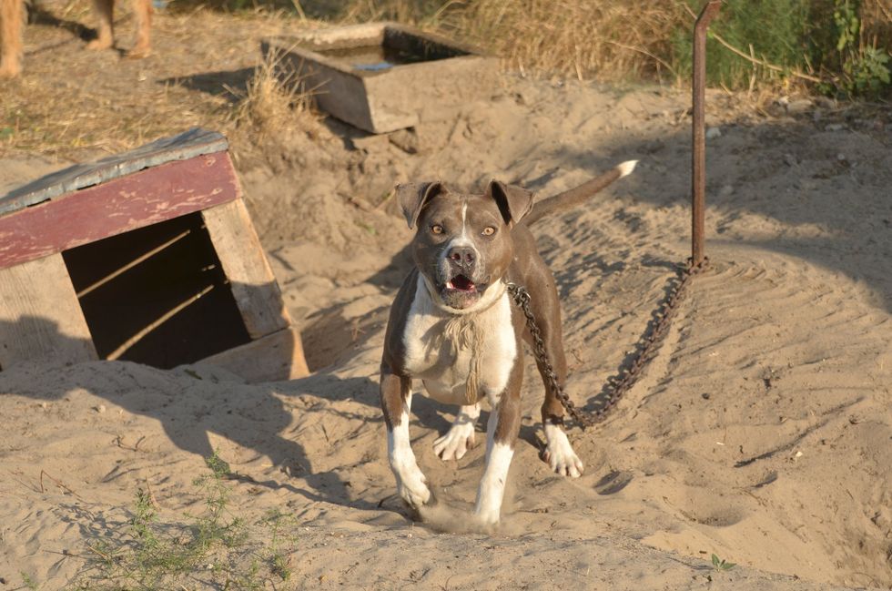 'Blood was everywhere': Video shows pit bull mauling man; arrested dog owner argues against judge's euthanization order